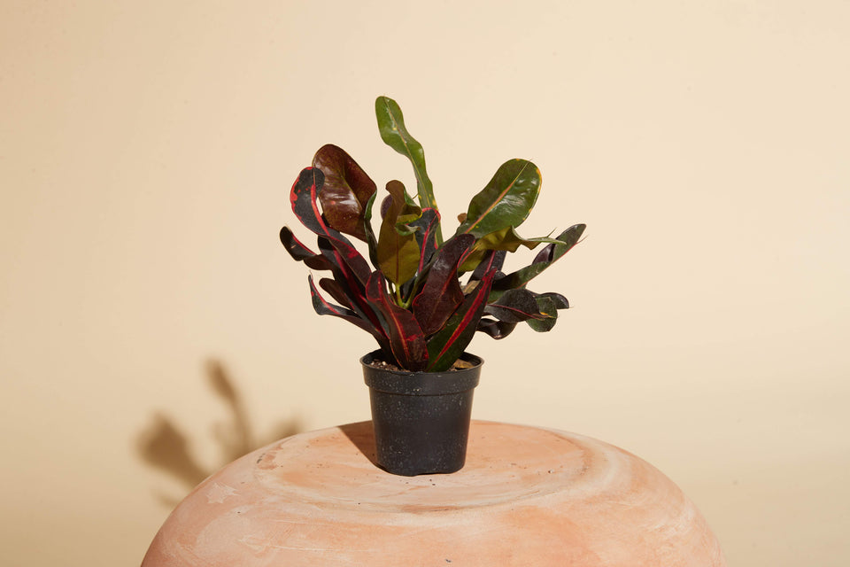 Croton Mammy (Codiaeum Variegatum) plant in a 4" nursery pot available for shipping from Paradise Garden Club.