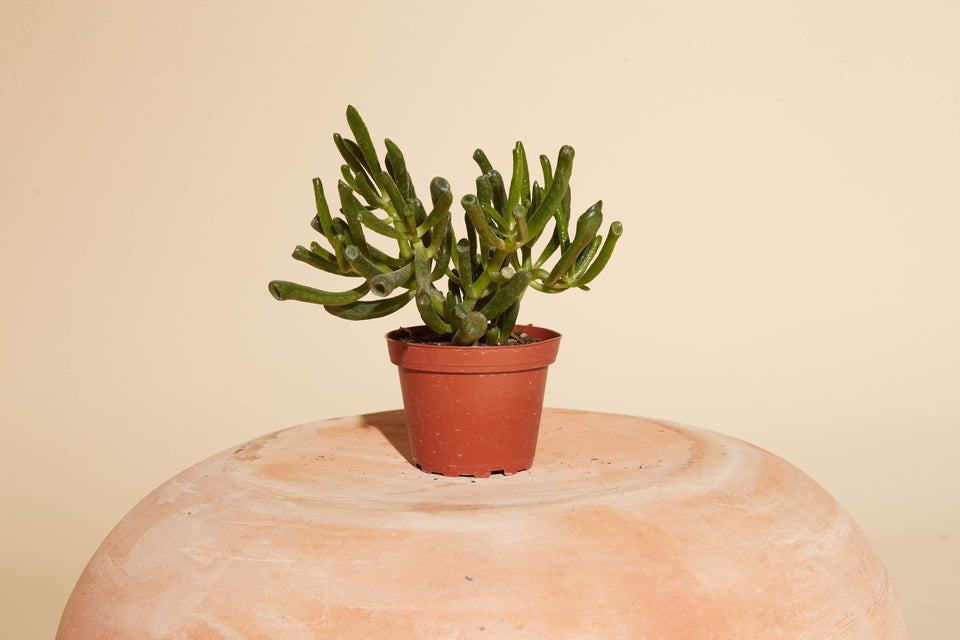 Gollum Jade plant in a 4" nursery pot from Paradise