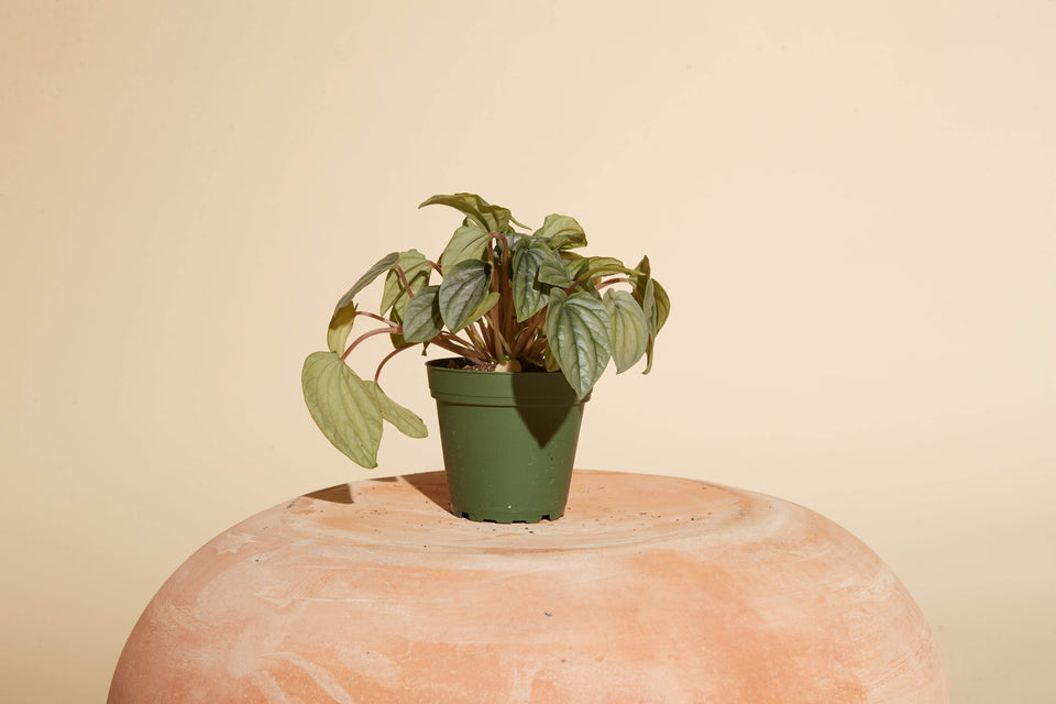 Peperomia Frost plant in a 4" nursery pot from Paradise
