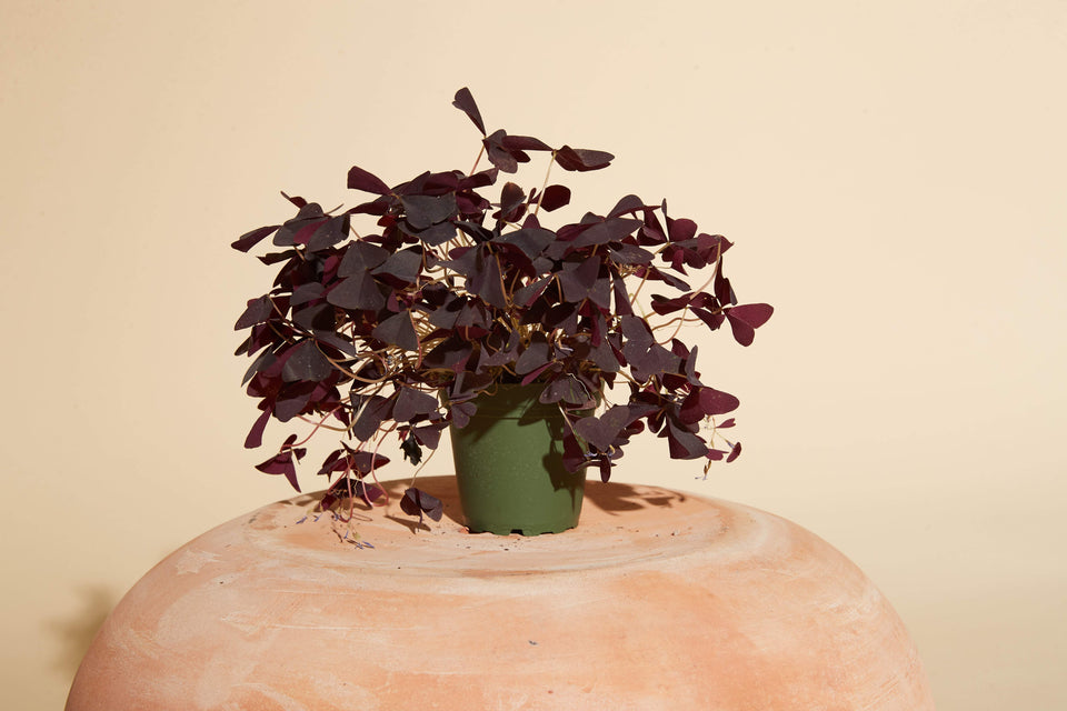 Purple Shamrock (Oxalis triangularis) plant in a 4" nursery pot available for shipping from Paradise Garden Club.
