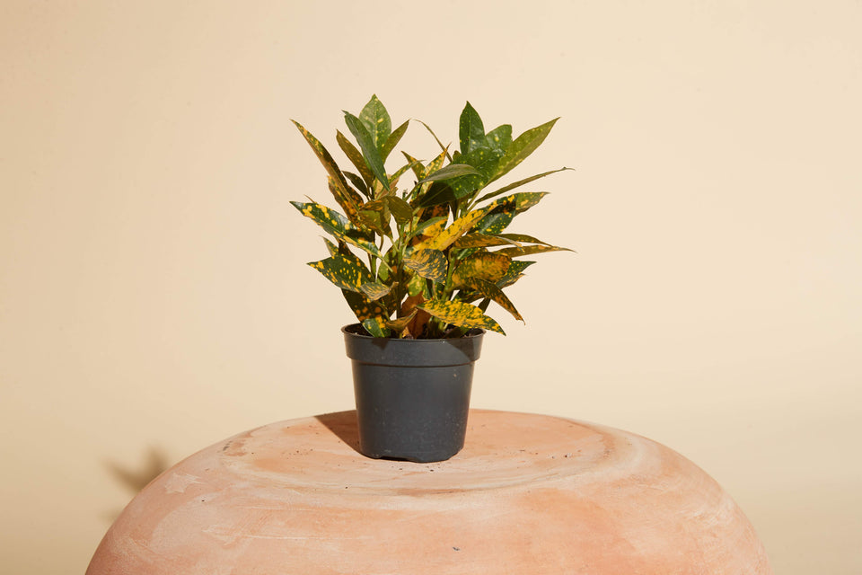 Gold Dust Croton (Codiaeum Variegatum) plant in a 4" nursery pot available for shipping from Paradise Garden Club.