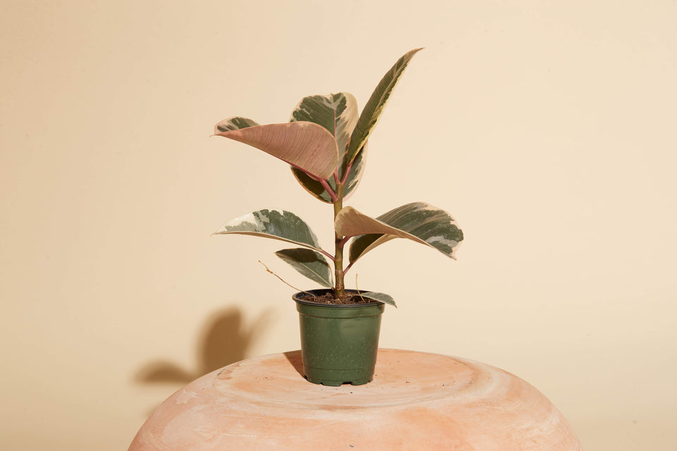 Ficus Tineke plant in a 4" nursery pot from Paradise