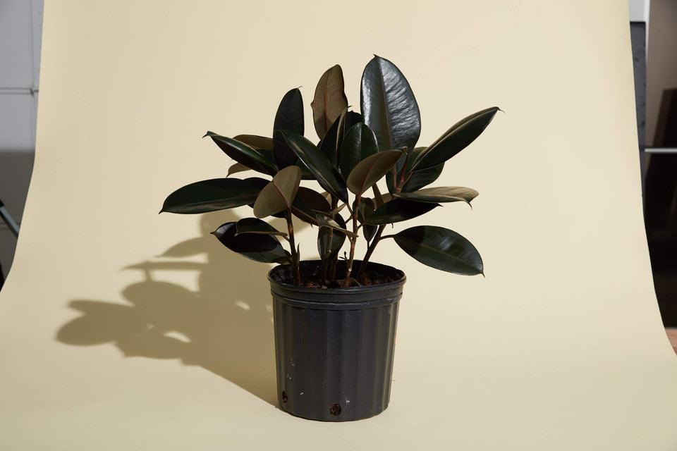 Rubber Tree plant in a 4" nursery pot from Paradise