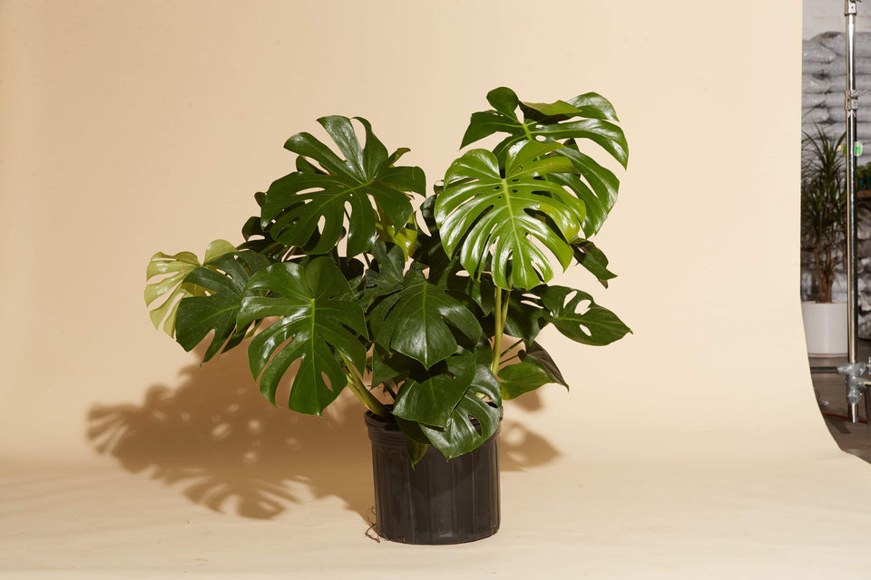 Monstera Deliciosa plant in a 4" nursery pot from Paradise