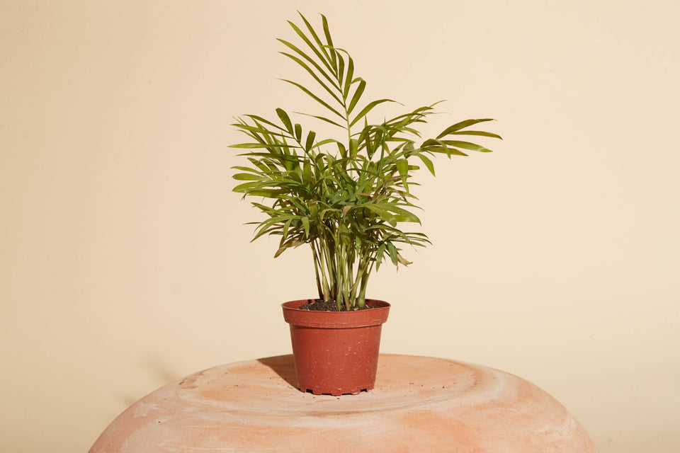 Parlor Palm (Chamaedorea elegans) plant in a 4" nursery pot available for shipping from Paradise Garden Club.