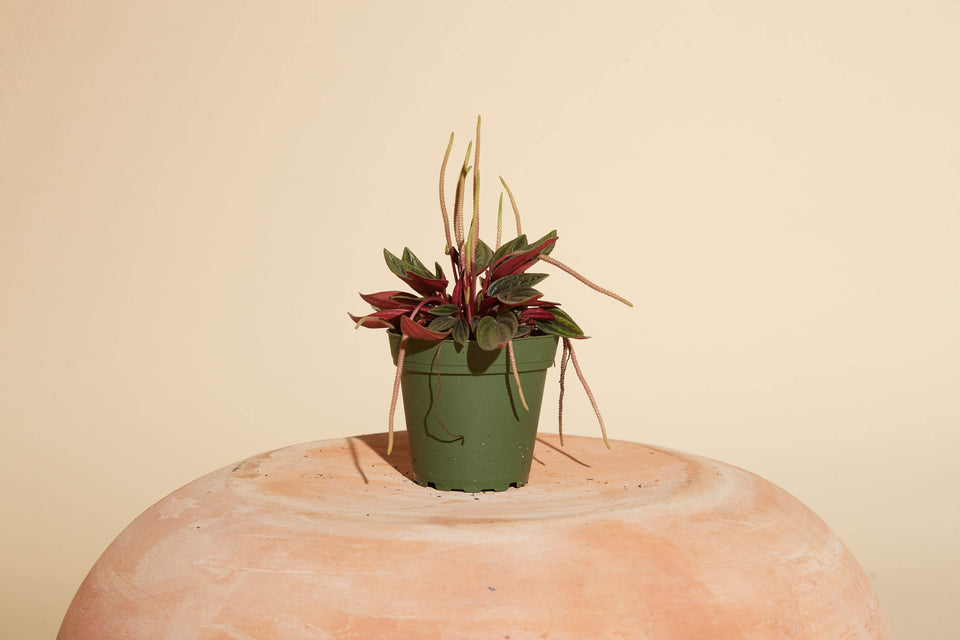 Peperomia Rosso (Peperomia caperata) plant in a 4" nursery pot available for shipping from Paradise Garden Club.