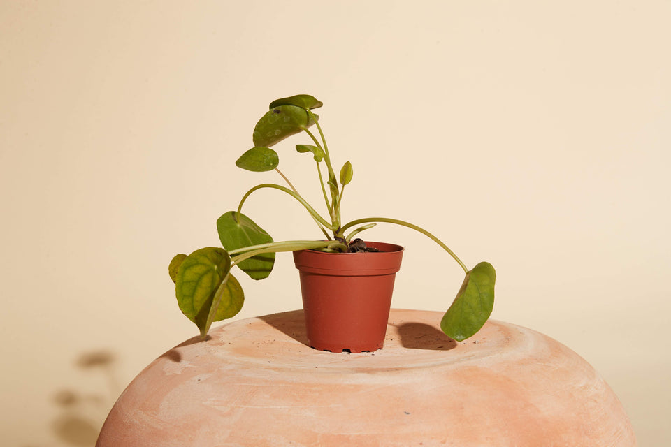Pilea Peperomioides plant in a 4" nursery pot from Paradise