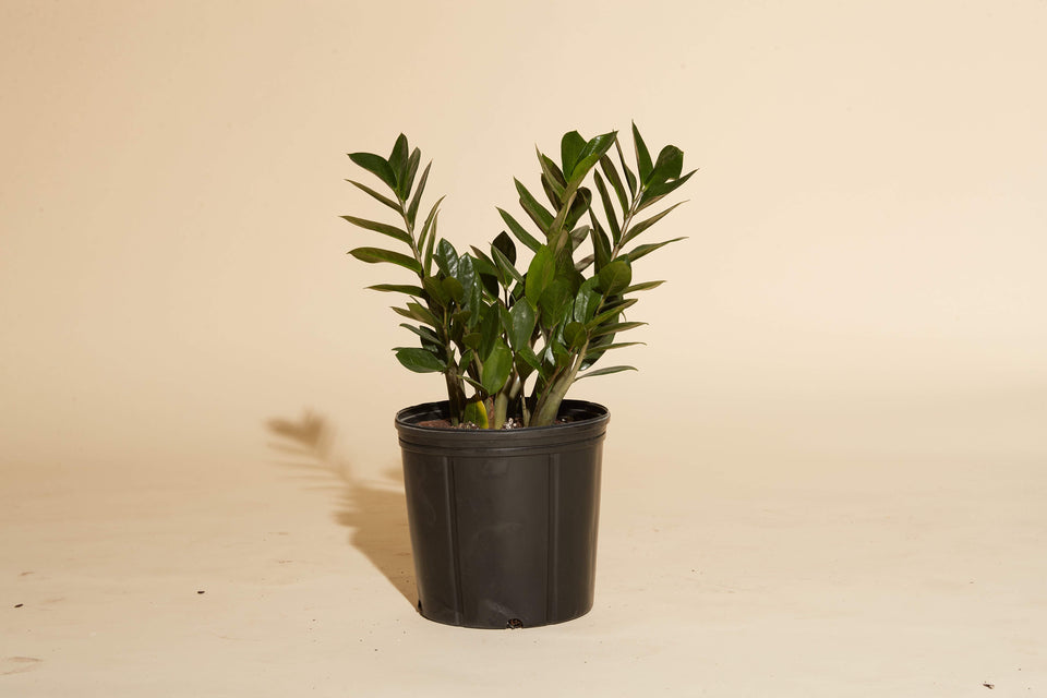 ZZ (Zamioculcas zamiifolia) plant in a 4" nursery pot available for shipping from Paradise Garden Club.